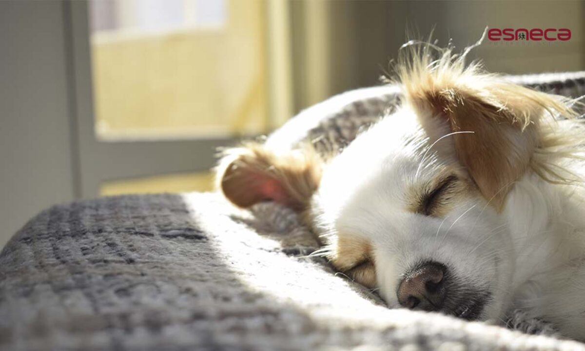 pueden los humanos contraer alopecia de los perros